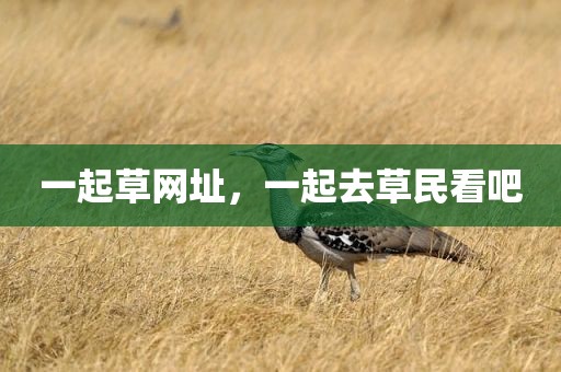一起草网址，一起去草民看吧