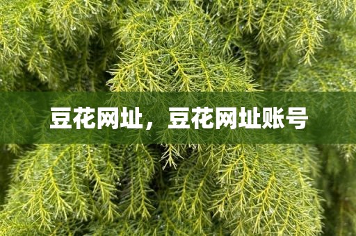 豆花网址，豆花网址账号