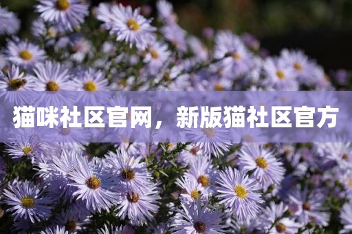 猫咪社区官网，新版猫社区官方