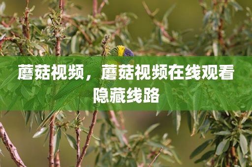 蘑菇视频，蘑菇视频在线观看隐藏线路