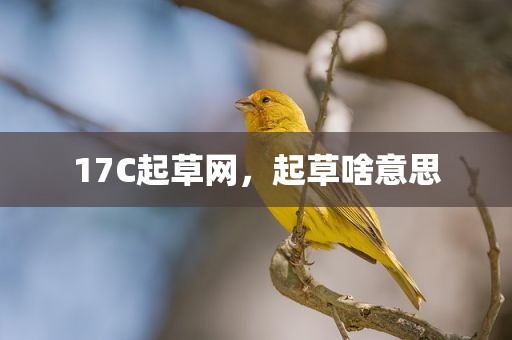 17C起草网，起草啥意思