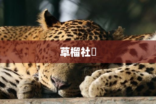 草榴社區