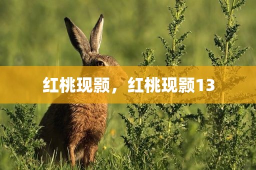 红桃现颢，红桃现颢13
