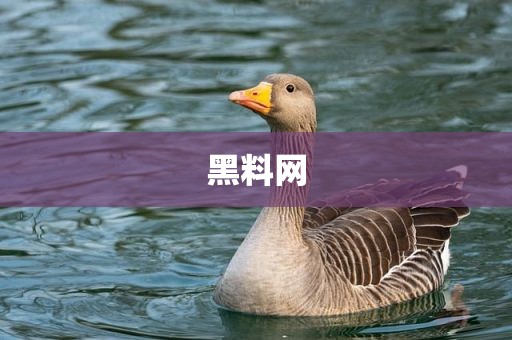 黑料网