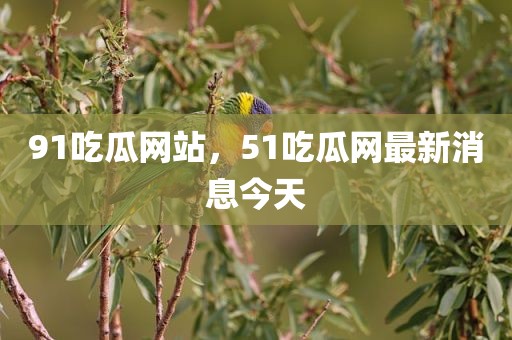 91吃瓜网站，51吃瓜网最新消息今天