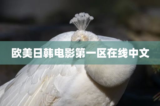 欧美日韩电影第一区在线中文