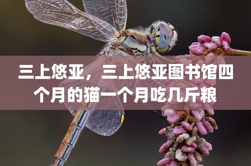 三上悠亚，三上悠亚图书馆四个月的猫一个月吃几斤粮