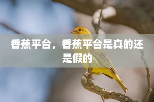 香蕉平台，香蕉平台是真的还是假的