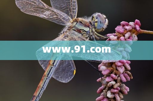 www.91.com