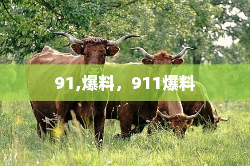91,爆料，911爆料