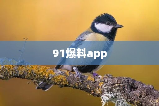 91爆料app