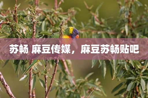 苏畅 麻豆传媒，麻豆苏畅贴吧