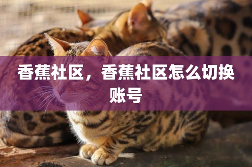 香蕉社区，香蕉社区怎么切换账号