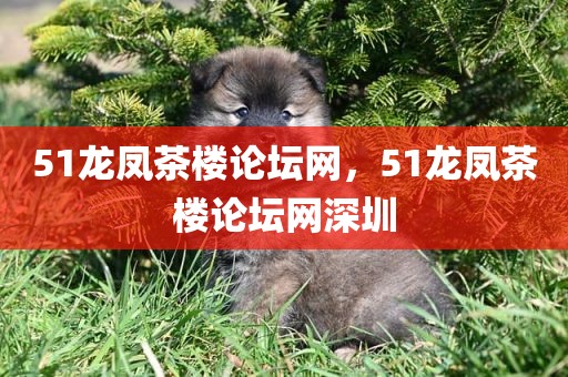 51龙凤茶楼论坛网，51龙凤茶楼论坛网深圳
