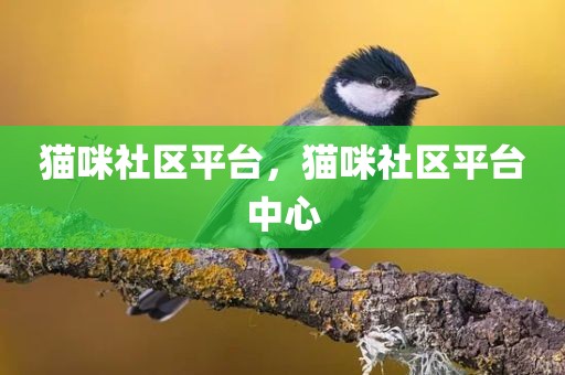 猫咪社区平台，猫咪社区平台中心