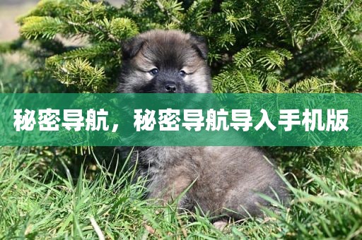 秘密导航，秘密导航导入手机版
