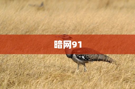 暗网91