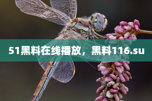 51黑料在线播放，黑料116.su