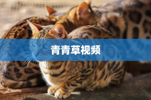 青青草视频