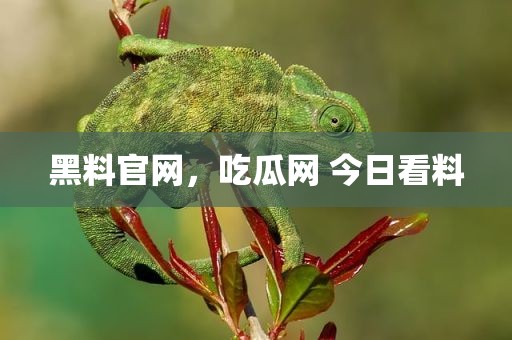 黑料官网，吃瓜网 今日看料