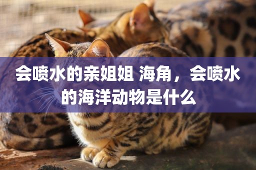 会喷水的亲姐姐 海角，会喷水的海洋动物是什么