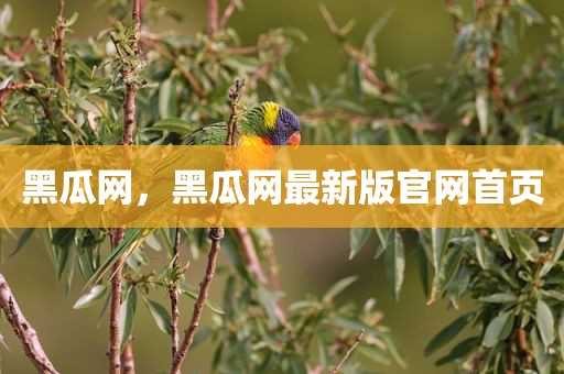 黑瓜网，黑瓜网最新版官网首页