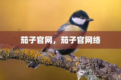 茄子官网，茄子官网络