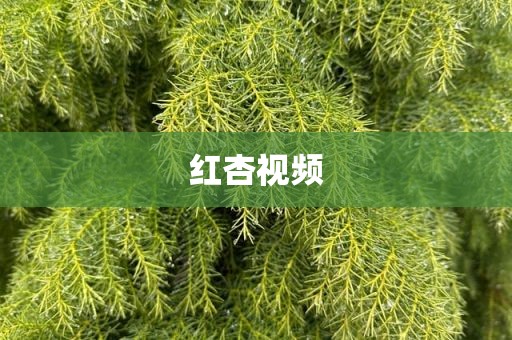 红杏视频