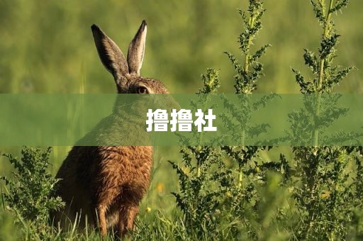 撸撸社