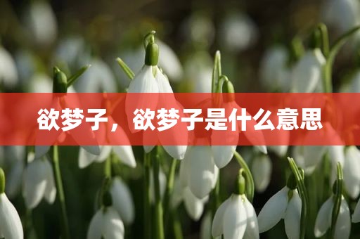欲梦子，欲梦子是什么意思