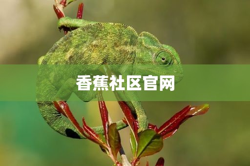 香蕉社区官网