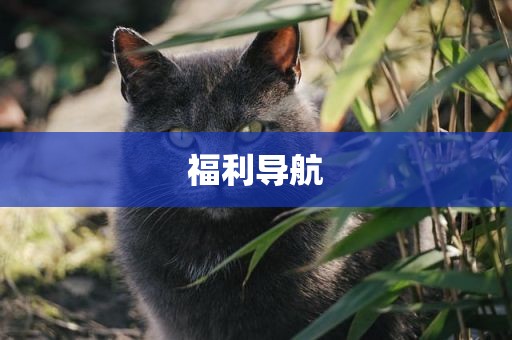 福利导航