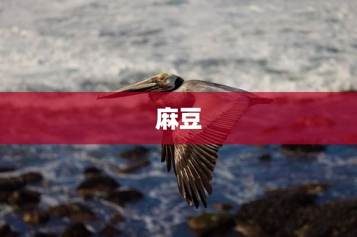 麻豆
