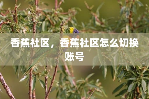 香蕉社区，香蕉社区怎么切换账号