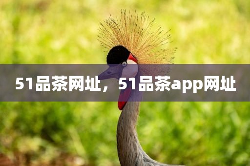 51品茶网址，51品茶app网址