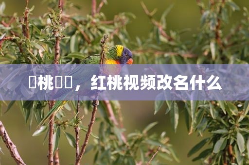 紅桃視頻，红桃视频改名什么