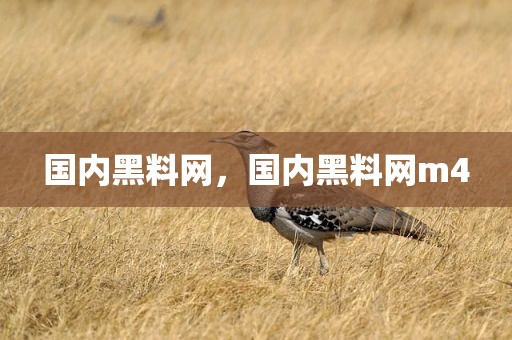 国内黑料网，国内黑料网m4