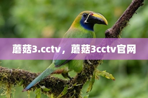 蘑菇3.cctv，蘑菇3cctv官网