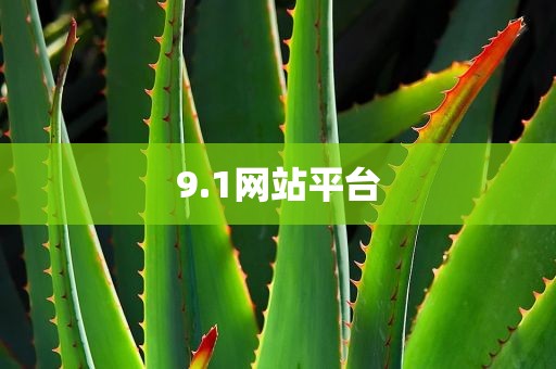 9.1网站平台