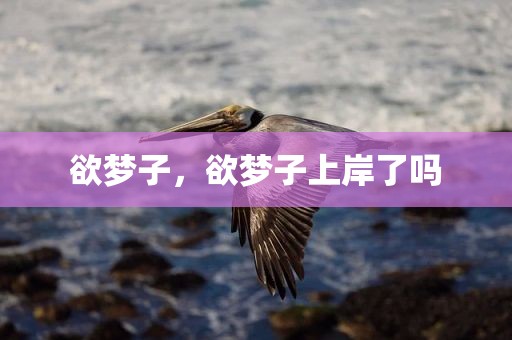 欲梦子，欲梦子上岸了吗