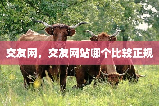 交友网，交友网站哪个比较正规