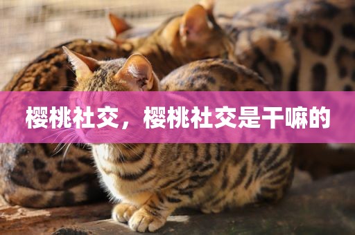 樱桃社交，樱桃社交是干嘛的