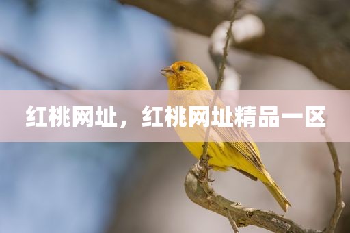 红桃网址，红桃网址精品一区