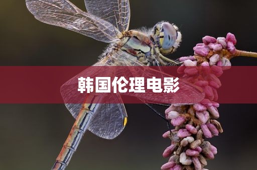 韩国伦理电影