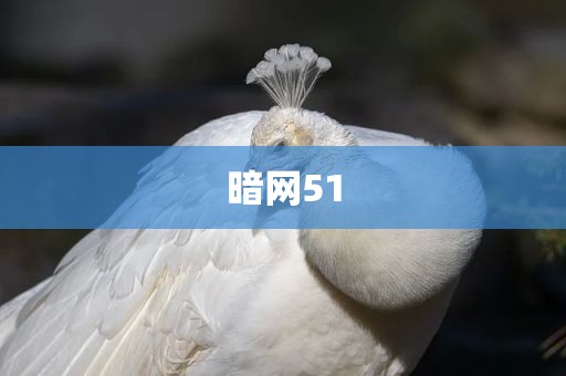 暗网51