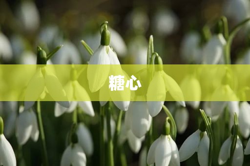 糖心