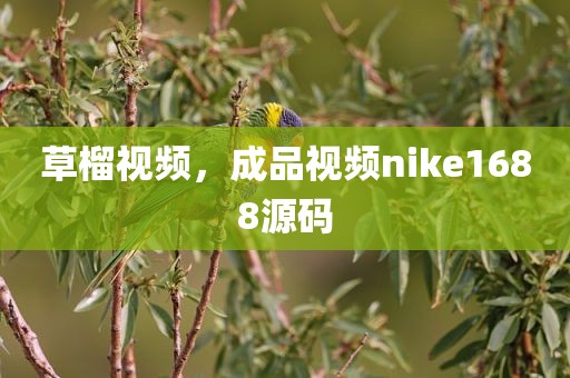 草榴视频，成品视频nike1688源码