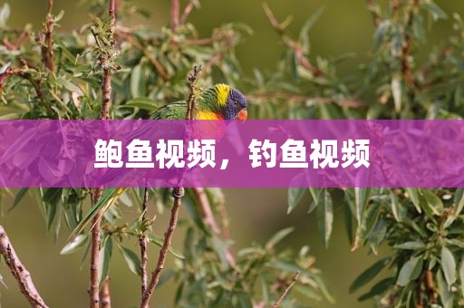 鲍鱼视频，钓鱼视频