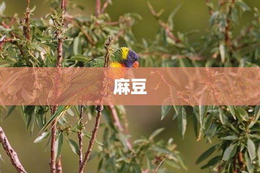 麻豆