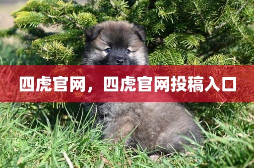四虎官网，四虎官网投稿入口
